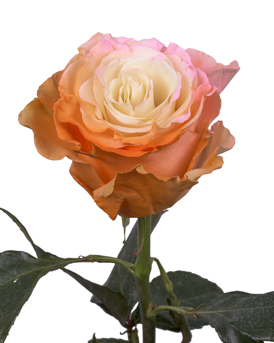 New Pink Orange - base view